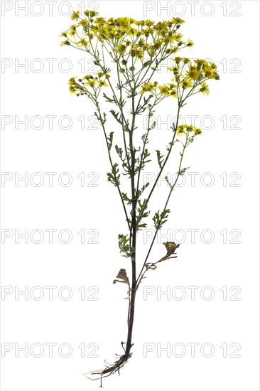 Ragwort (Senecio jacobaea) on white background