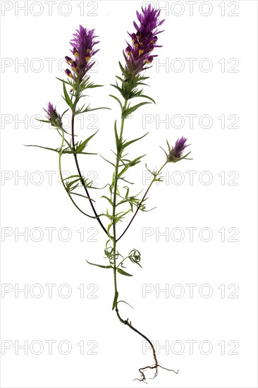 Field quail wheat (Melampyrum arvense) on white background