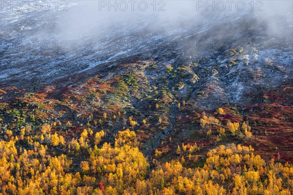 Colourful vegetation in autumn