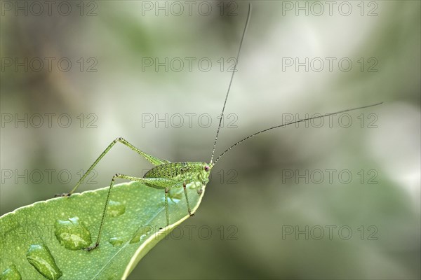 Speckled bush-cricket (Leptophyes punctatissima) sits on leaf