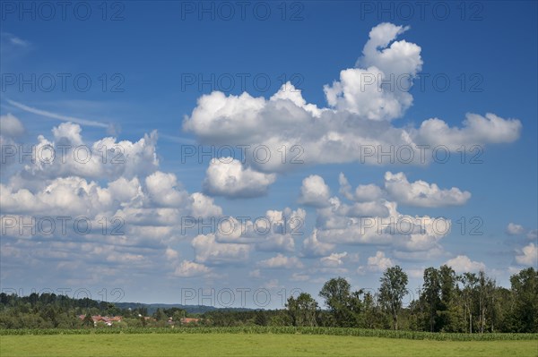 Cumulus clouds (Cumulus)