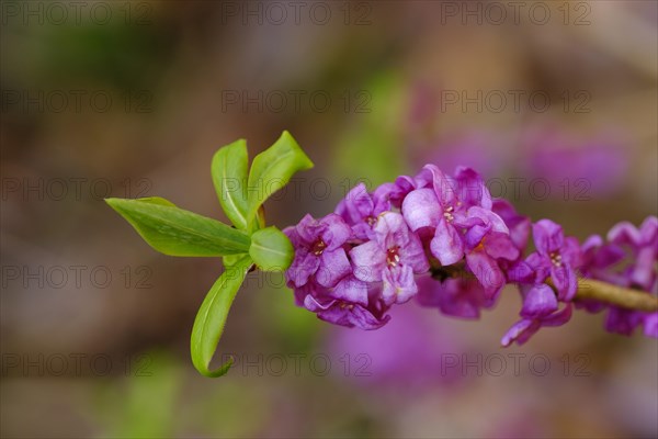 Genuine daphne (Daphne mezereum)