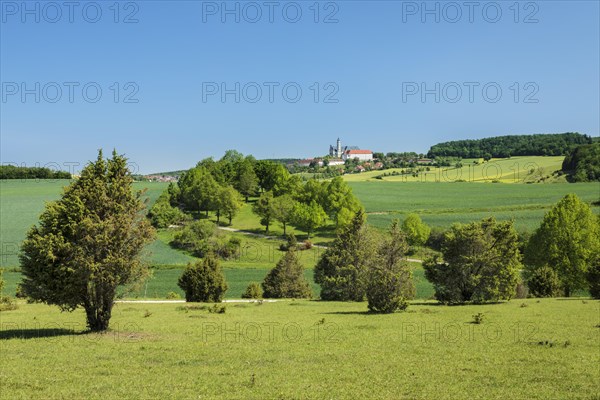 Juniper heath on the Zwing with view to Neresheim Monastery