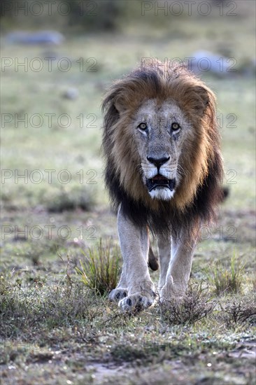 Lion (Panthera leo) at sunrise in the grass savannah