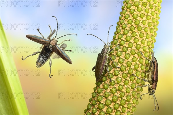 Donacia semicuprea ( ) on the stem of the (Acorus calamus )