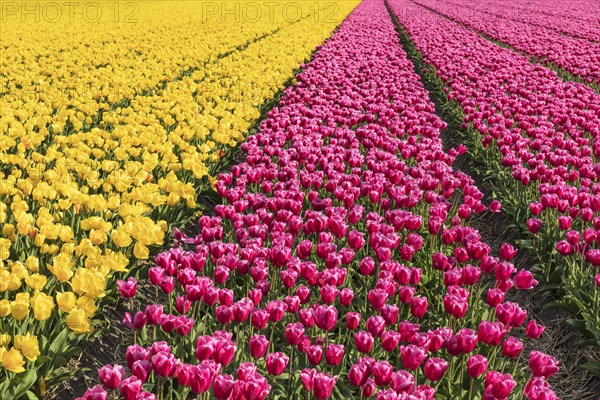 Tulip field near Lisse