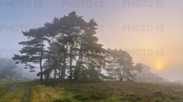 Pine (Pinaceae) at sunrise in the fog in the heath