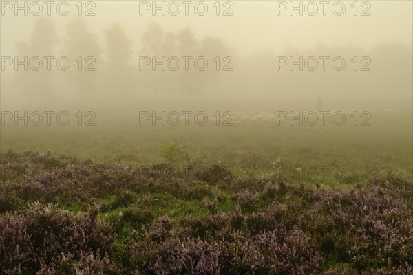 Shepherd with a flock of sheep in the heath at the Thuelsfeld dam at sunrise in the fog