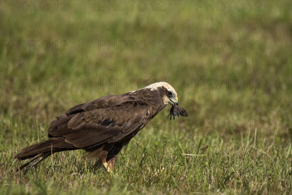 Western marsh-harrier (Circus aeruginosus ) Female with captive field mouse