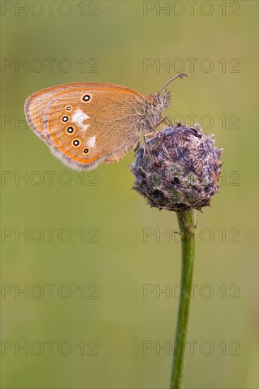 Red-brown meadow bird (Coenonympha glycerion) at the sleeping place