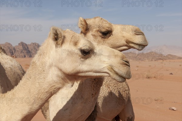 Dromedaries (Camelus dromedarius)