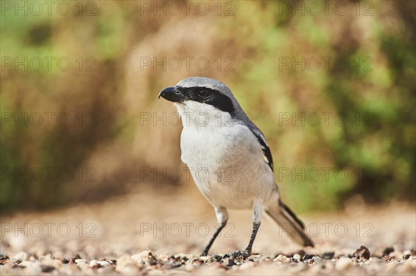 Great grey shrike (Lanius excubitor ) on the ground