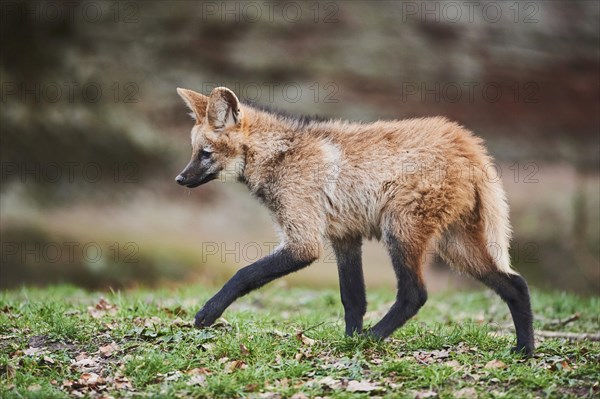 Maned Wolf