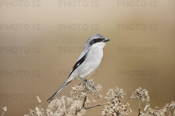 Great grey shrike (Lanius excubitor) sitting on a branch