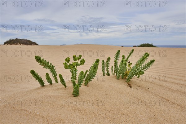 Sea spurge (Euphorbia paralias) grows on a sandy beach