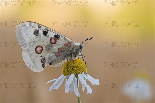 Apollo (parnassius apollo) is attached to true camomile (Matricaria chamomilla L.)