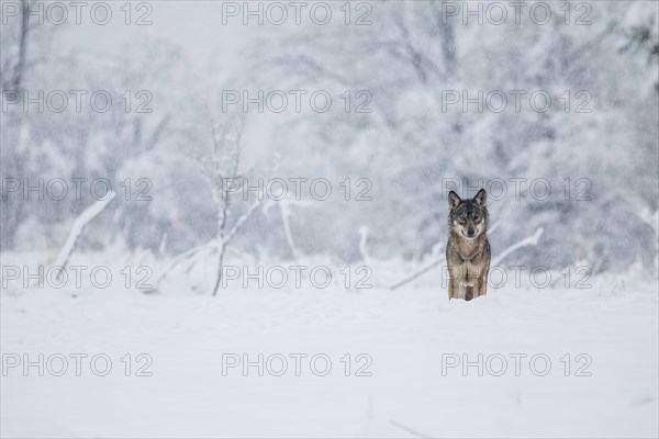 A wolf (Canis lupus) on a meadow in a winter setting