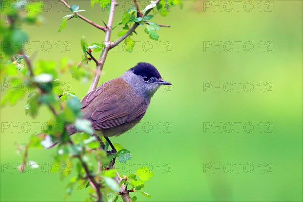 Blackcap (Sylvia atricapilla) male on a hawthorn branch