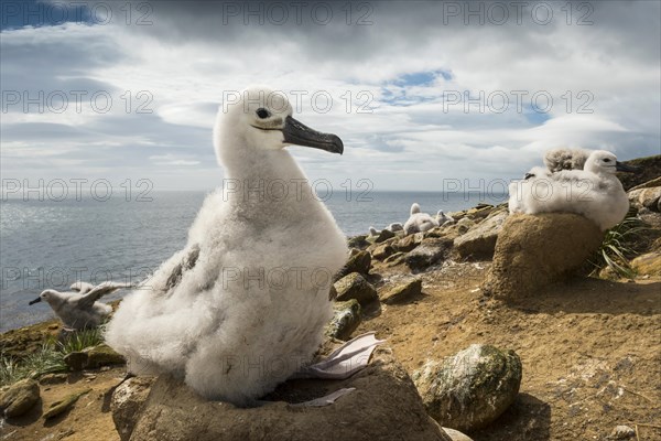 Black-browed Albatross (Thalassarche melanophris) chick on its nest