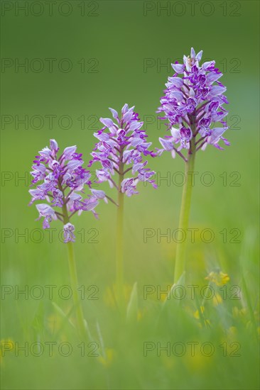 Military orchid (Orchis militaris) blooms in a meadow