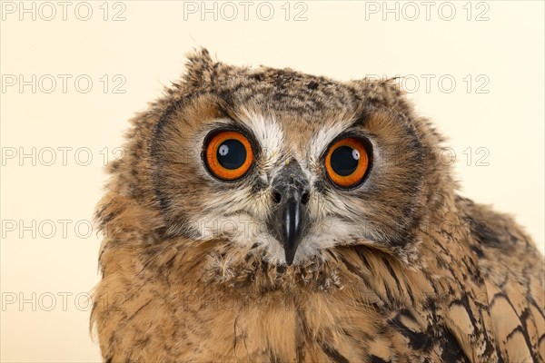 Bengal Eagle Owl