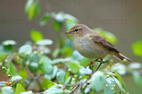 Common chiffchaff or (Phylloscopus collybita)