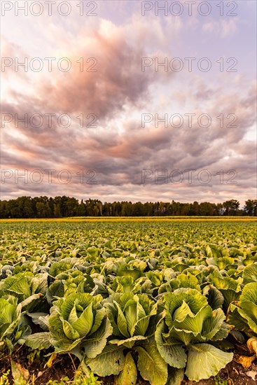 Kale heads on the field