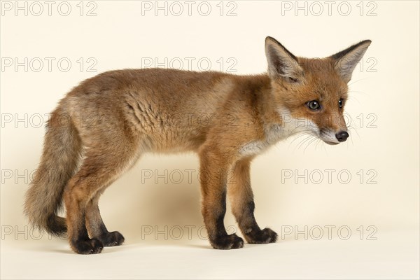 Red fox (Vulpes vulpes)