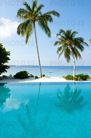 View over swimming pool to (Cocos nucifera)