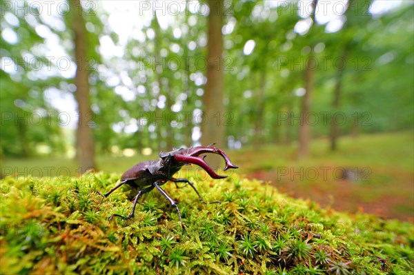 Stag beetle (Lucanus cervus) on a moss cushion in a forest
