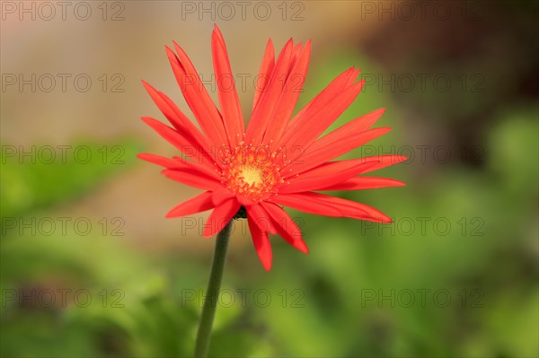 Barberton Daisy (Gerbera) (Gerber daisy jamesonii)