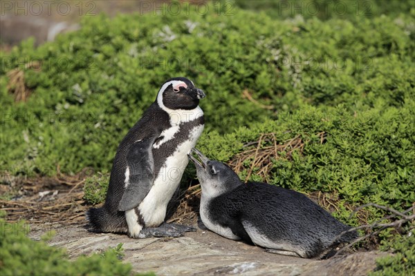 African penguin (Spheniscus demersus)