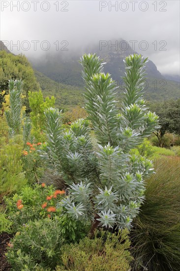 Genuine Silver tree (Leucadendron argenteum)