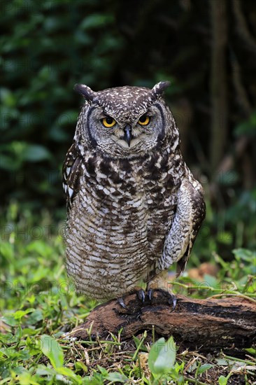 Spotted Eagle-Owl (Bubo africanus)