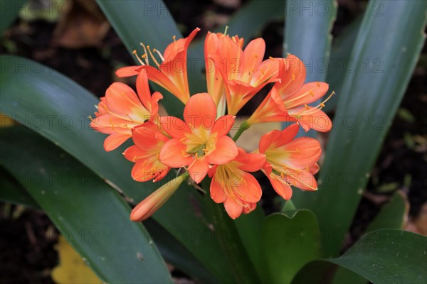 Natal lily (Clivia miniata)