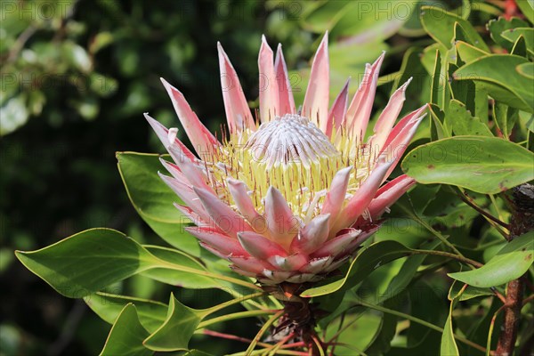 King Protea (Protea cynaroides)