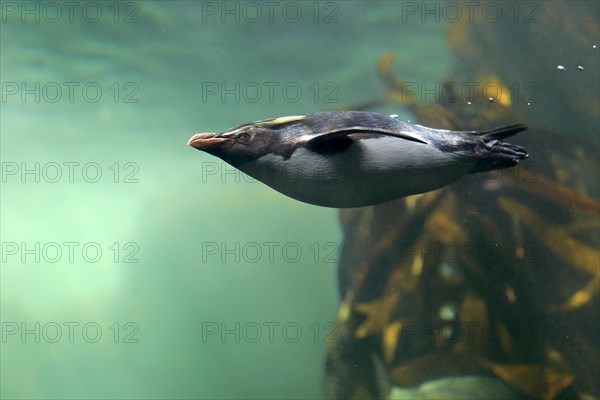 Northern Rockhopper Penguin (Eudyptes chrysocome)