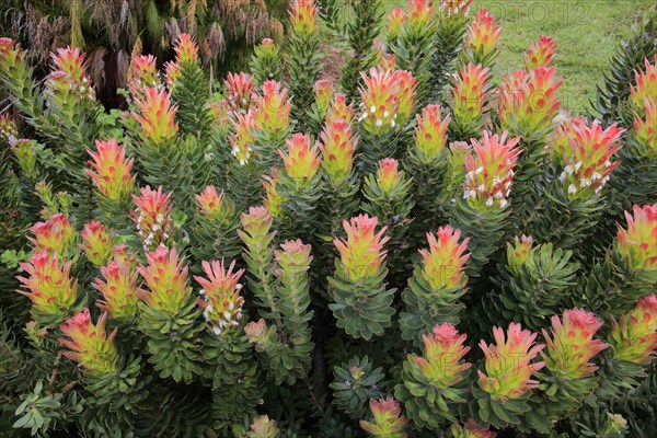 Protea