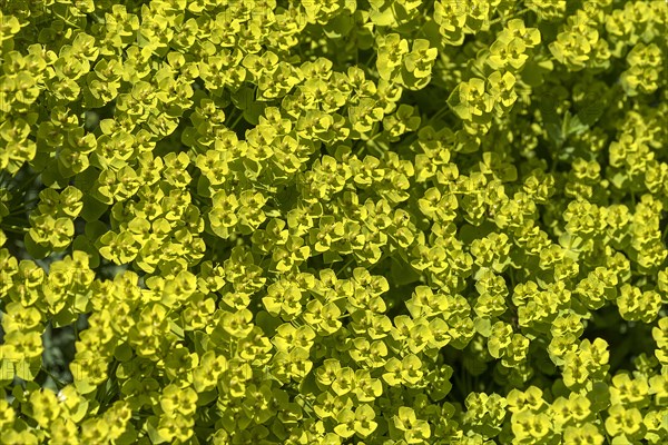 Wood Spurge or (Euphorbia amygdaloides)