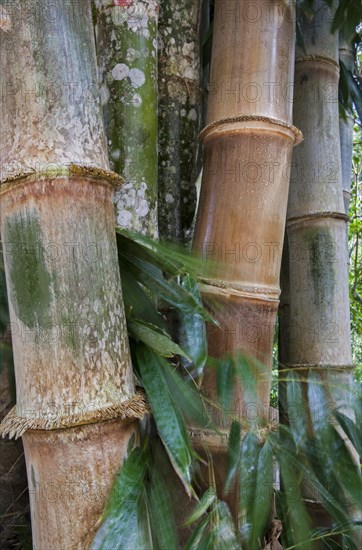 Giant Bamboo