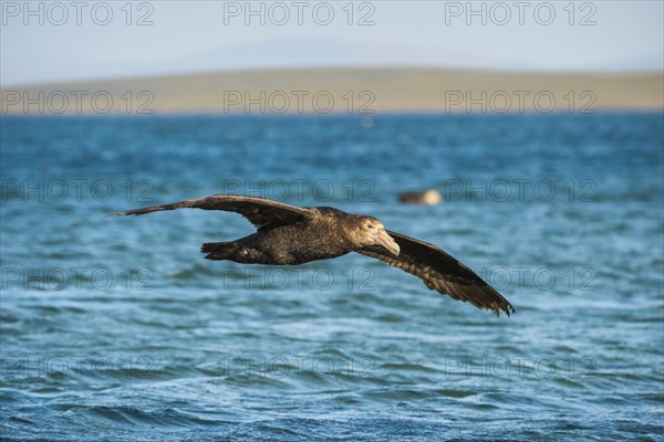 Southern giant petrel (Macronectes giganteus) in flight