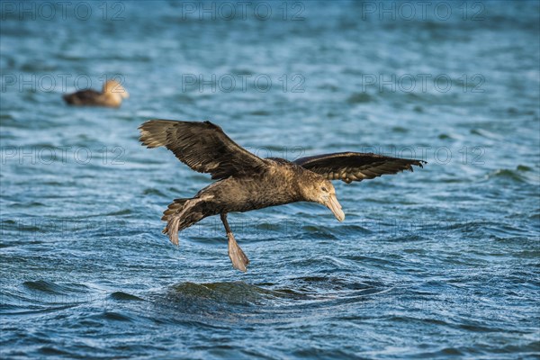 Southern giant petrel (Macronectes giganteus) lands on water