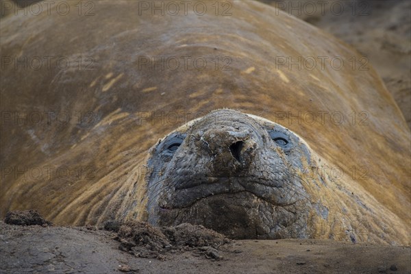 Southern elephant seal (Mirounga leonina)