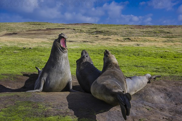 Southern elephant seal (Mirounga leonina)