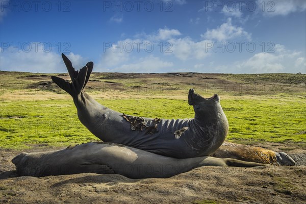 Southern elephant seal (Mirounga leonina)