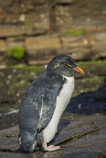 Rockhopper Penguin (Eudyptes chrysocome) cleans its plumage at a fresh water site