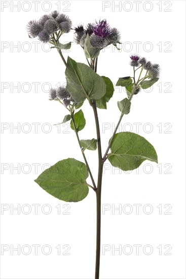 Felt burdock (Arctium tomentosum) on white background