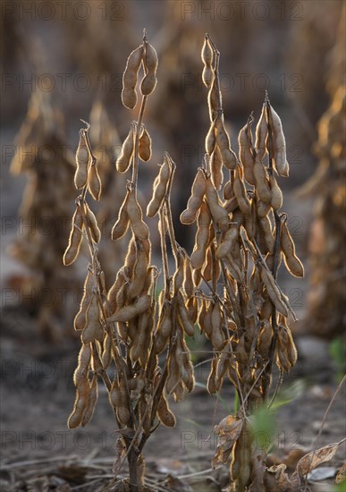 Mature Soybean ready to Harvest near Luis Eduardo Magalhaes