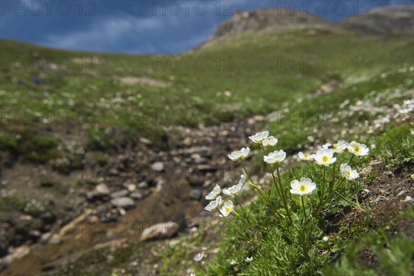 White dryad (Dryas octopetala )