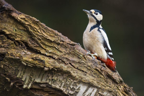 Pivert (Dendrocopos major) at the woodpecker smithy in the forest